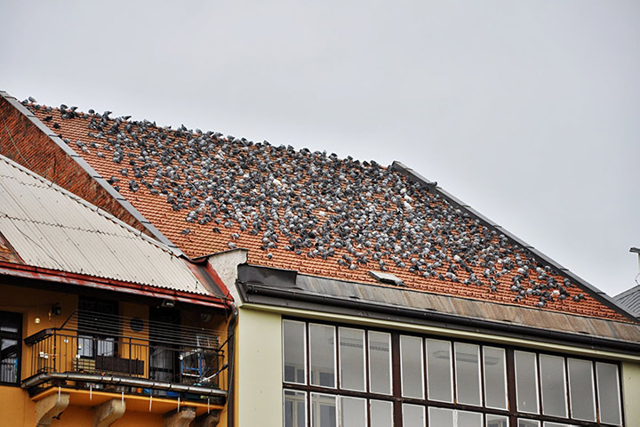 A2B Pest Control are able to install spikes to deter birds from roofs in Mexborough.