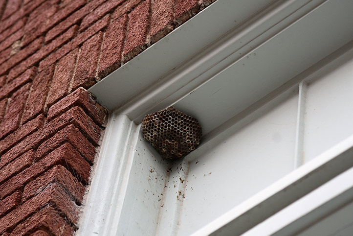 We provide a wasp nest removal service for domestic and commercial properties in Mexborough.